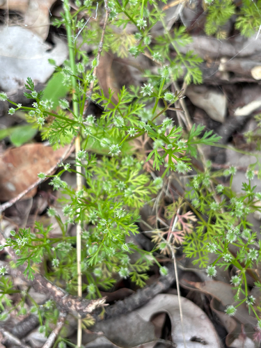 Daucus glochidiatus observed 2026-10-25
