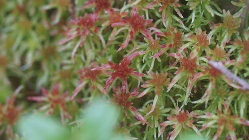 Sphagnum russowii observed 2026-10-24