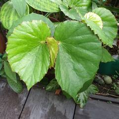 Begonia isoptera