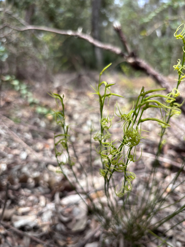 Stackhousia, 2026-10-25