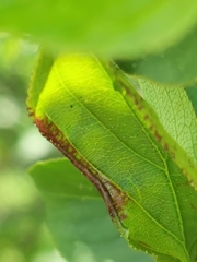 Trichochermes walkeri