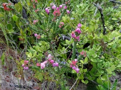 Erica excavata