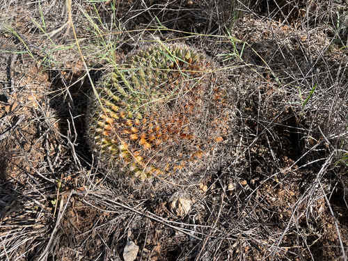 Mammillaria heyderi macdougalii