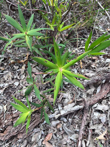 Leucopogon verticillatus, 2026-10-25