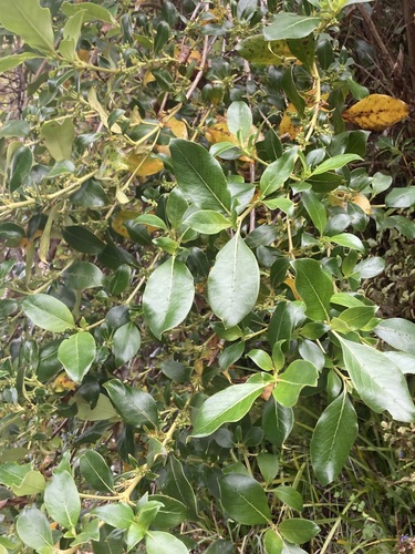 Coprosma robusta observed 2026-10-25