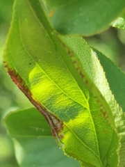 Trichochermes walkeri