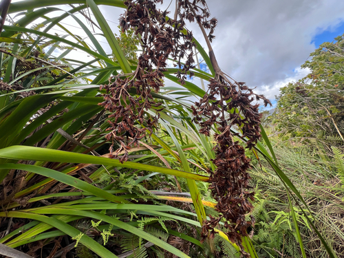Machaerina angustifolia observed 2026-10-22