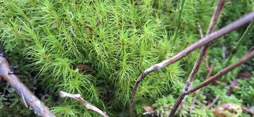 Dicranum majus observed 2026-10-24