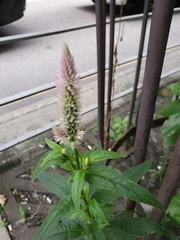 Celosia spicata