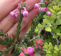 Erica excavata