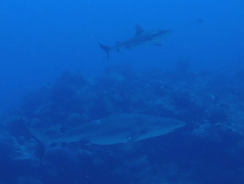 Carcharhinus amblyrhynchos observed 2026-10-21