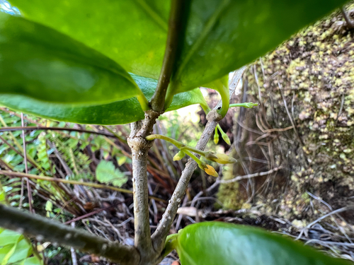 Alyxia stellata observed 2026-10-22