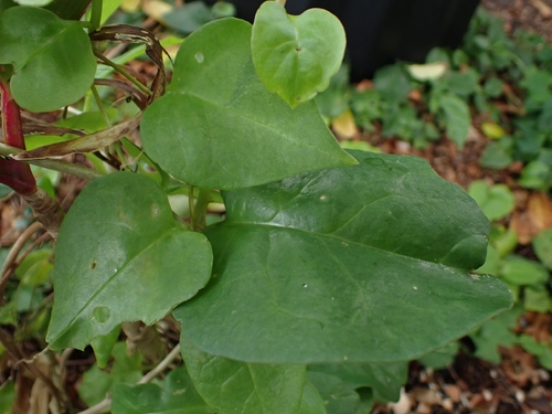 Anredera cordifolia observed 2026-10-25