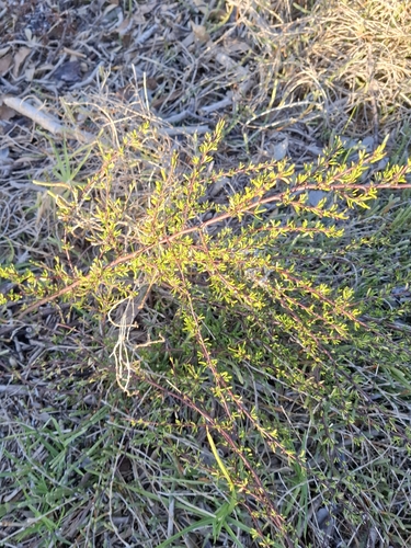 Plagianthus divaricatus observed 2026-10-25
