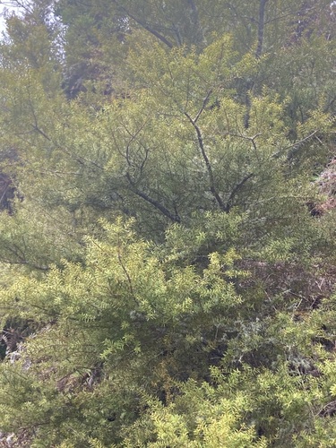 Podocarpus totara observed 2026-10-25