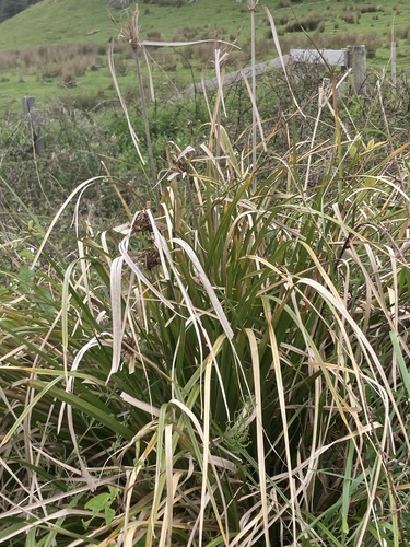 Cyperus ustulatus observed 2026-10-25