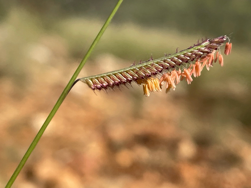 Rothrock's grama