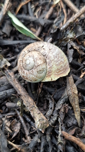 Humboldtiana