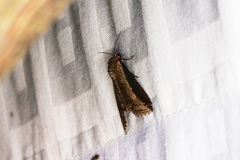 Lophoptera squammigera