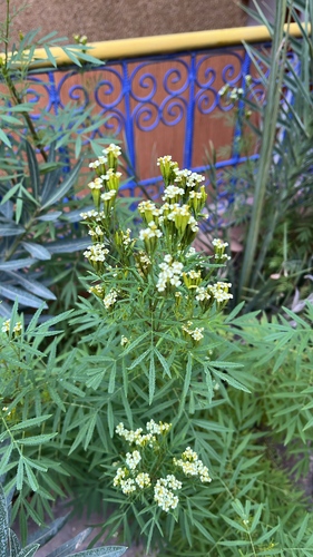 Tagetes minuta observed 2026-10-21