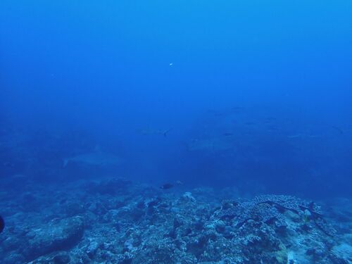 Carcharhinus amblyrhynchos observed 2026-10-21