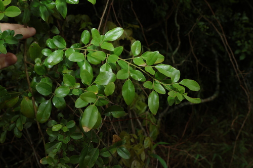 Jasminum didymum observed 2026-10-25
