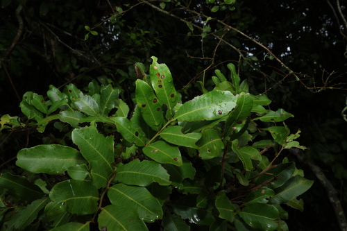Cupaniopsis observed 2026-10-25