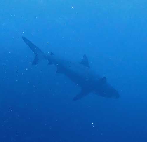 Carcharhinus amblyrhynchos observed 2026-10-21