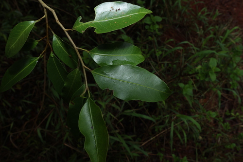 Geijera salicifolia observed 2026-10-25
