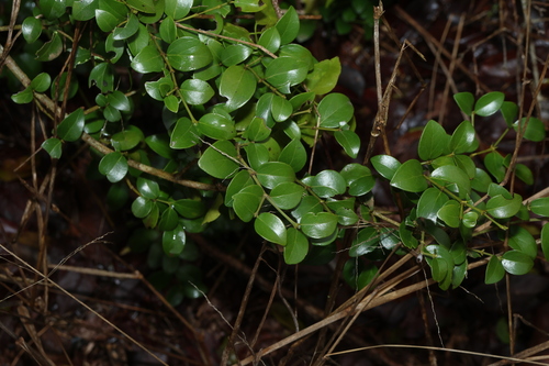 Psydrax odoratus observed 2026-10-25