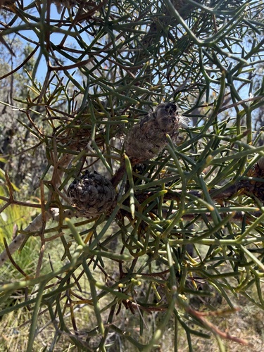 Petrophile sessilis observed 2026-09-24