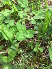 Trifolium repens