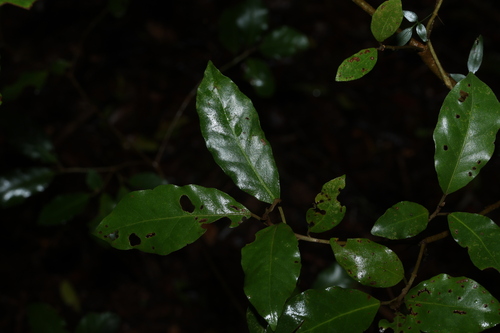 Croton insularis observed 2026-10-25