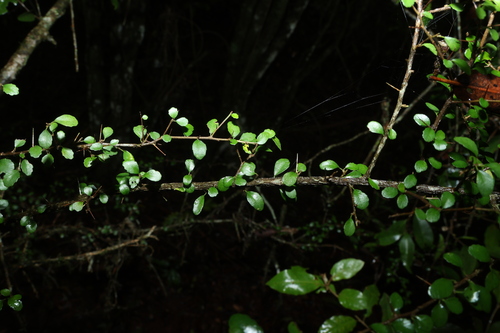 Pittosporum multiflorum observed 2026-10-25