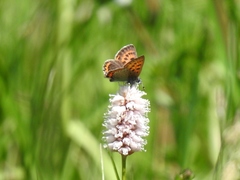 Lycaena helle