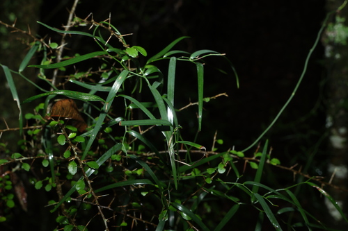 Geitonoplesium cymosum observed 2026-10-25
