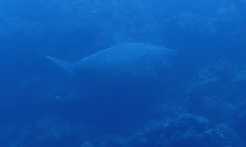 Carcharhinus amblyrhynchos observed 2026-10-21