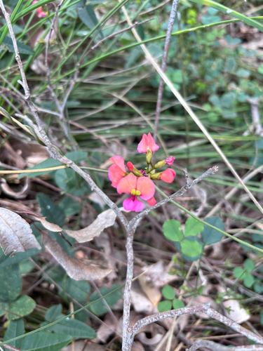 Kennedia coccinea observed 2026-10-25
