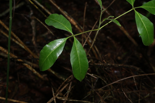 Melicope observed 2026-10-25