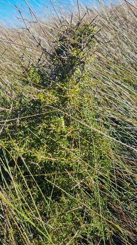 Coprosma propinqua observed 2026-10-25