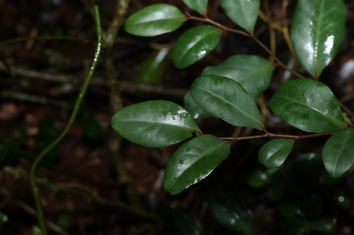 Diospyros geminata observed 2026-10-25