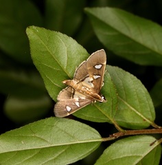 Glyphodes crithealis