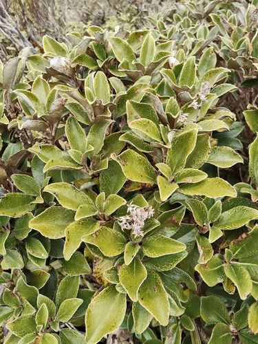 Brachyglottis elaeagnifolia observed 2026-10-25