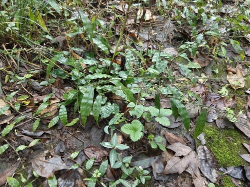 Oplismenus hirtellus observed 2026-10-25