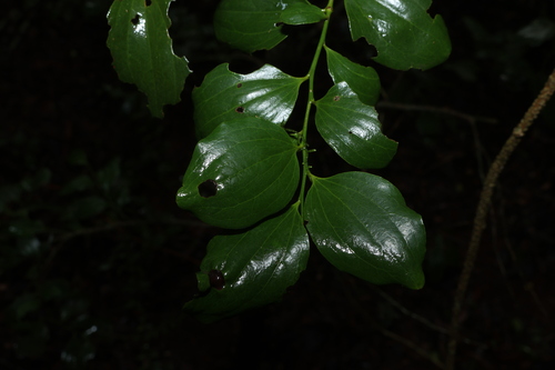 Exocarpos latifolius observed 2026-10-25