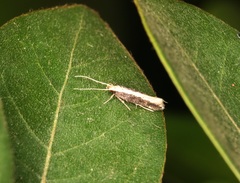 Labdia oxychlora