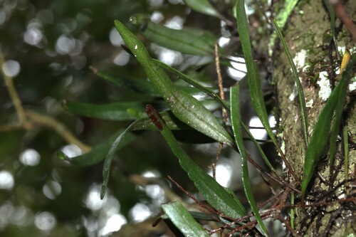Pyrrosia confluens observed 2026-10-25