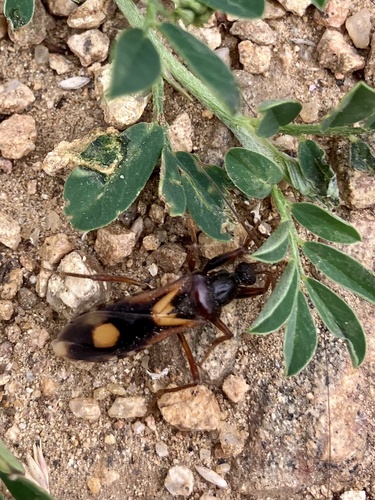 Rasahus biguttatus