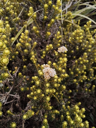Cassinia, 2026-10-25