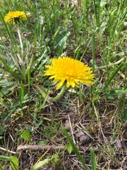 Taraxacum officinale